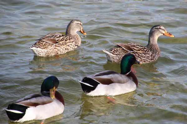 Small group of mallard ducks in the Pensacola soun...