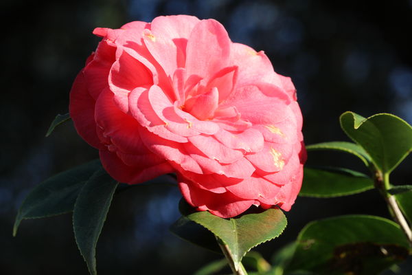 Pink Camellia Japonica...