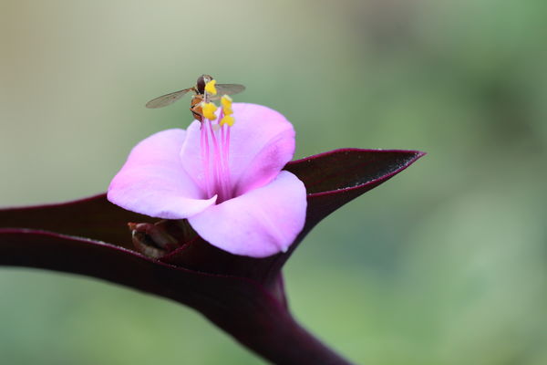 Visitor on a Purple Heart flower...