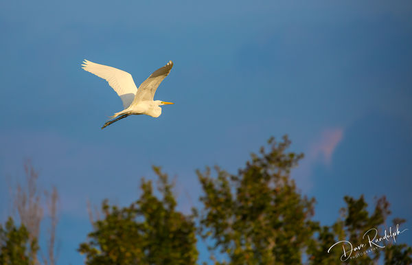 Great Egret flying over Eco Pond...