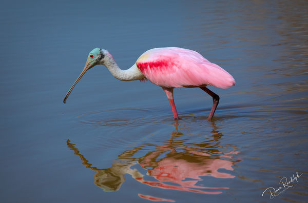 Roseate Spoonbill at Eco Pond...