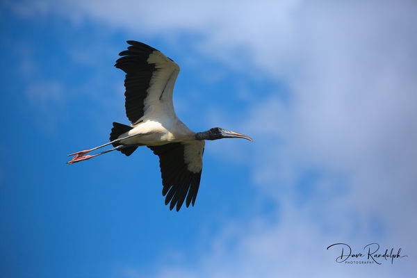 Wood Stork in flight over Anhinga Trail...