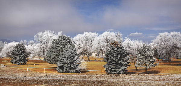Frosty treescape....