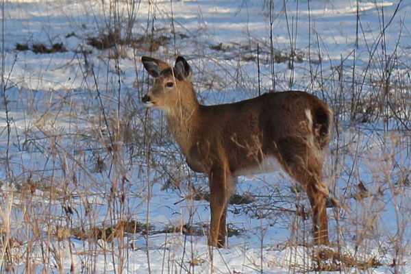 Deer (bonus shot!)...
