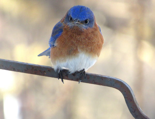 The Bluebird of what?! Do I look happy to you!?...