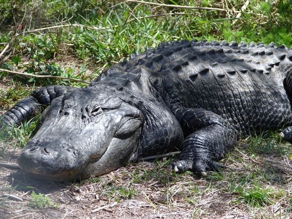 Alligator Studies: Sony CyberShot H1...