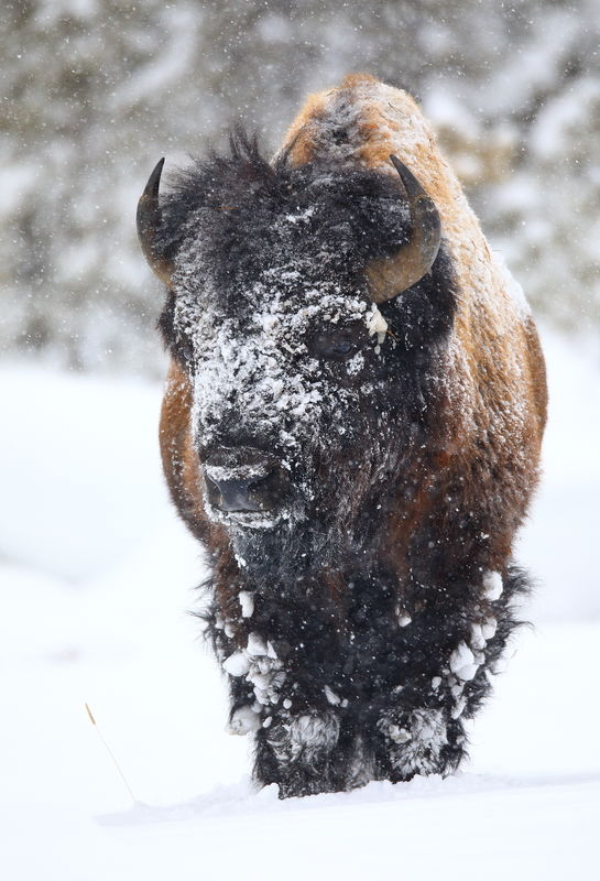 bison...