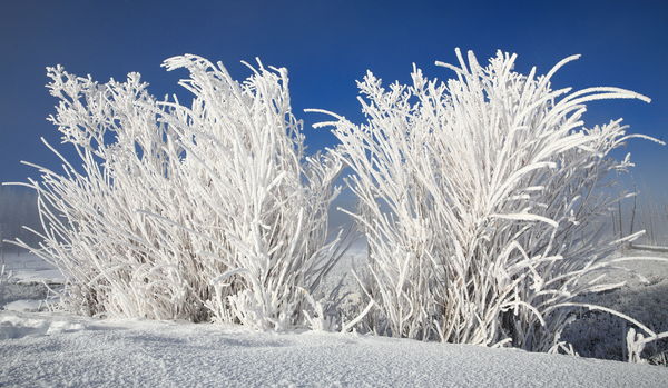 Frosted Bushes...