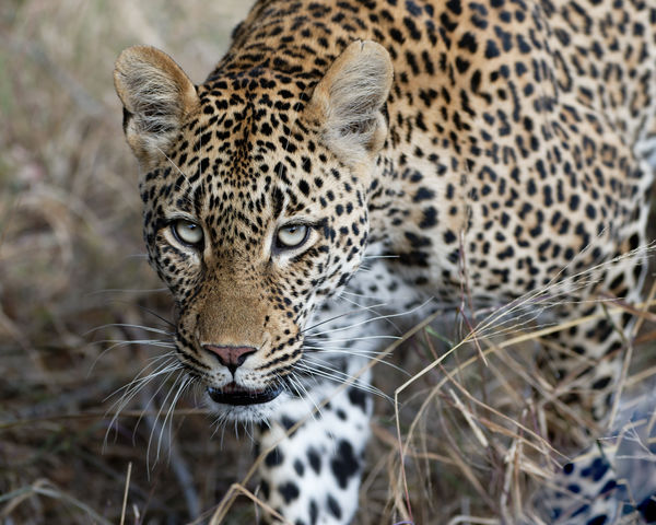 Leopard Strolling By, Mala Mala, 200mm,F4,1/800,11...