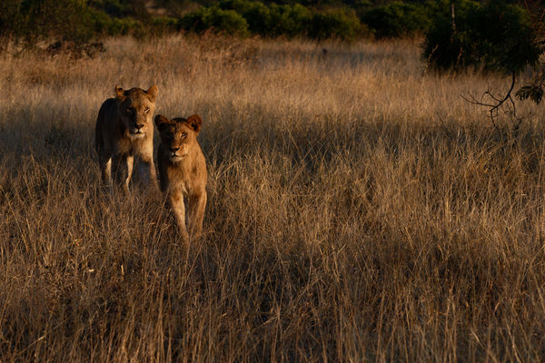 Lions at First Light,Tintswalo,200mm,f10,1/125,60f...