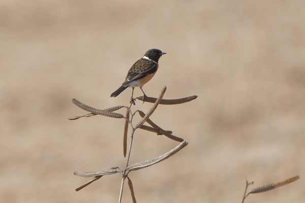 African Stonechat,360mm,F4,1/800,49ft...