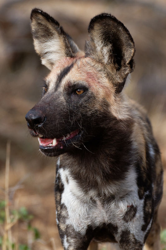 African Wild Dog,Tintswalo,400mm,f4,1/800,49ft...