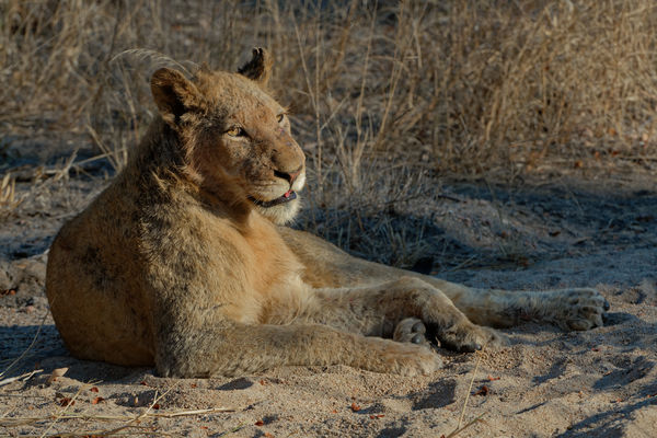 Dew Faced Lioness In Repose,Mala Mala, 200mm,f2.8,...