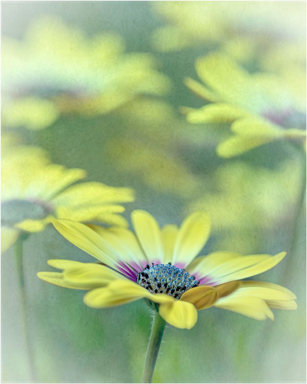 African daisies with texture added...