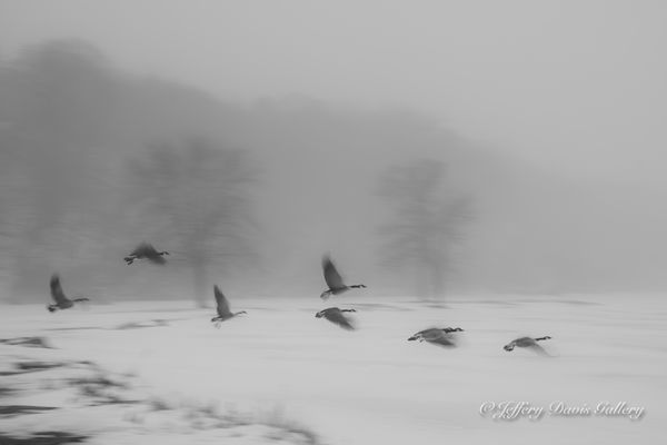 Geese on Wing...