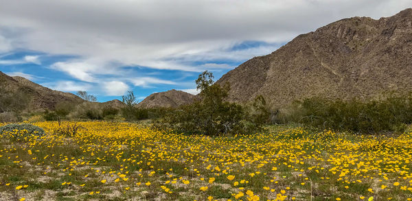 7) Fields of Desert Gold Poppies...