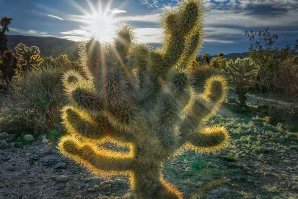 9) Cholla Cactus...