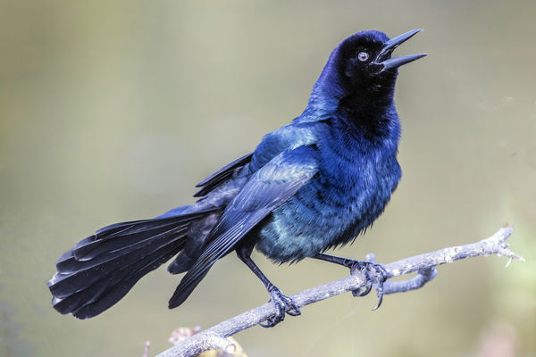6 Boat tail Grackle (QUISCALUS major)...