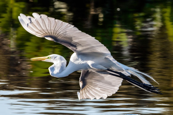 8 Great Egret (ARDEA alba)  in flight...