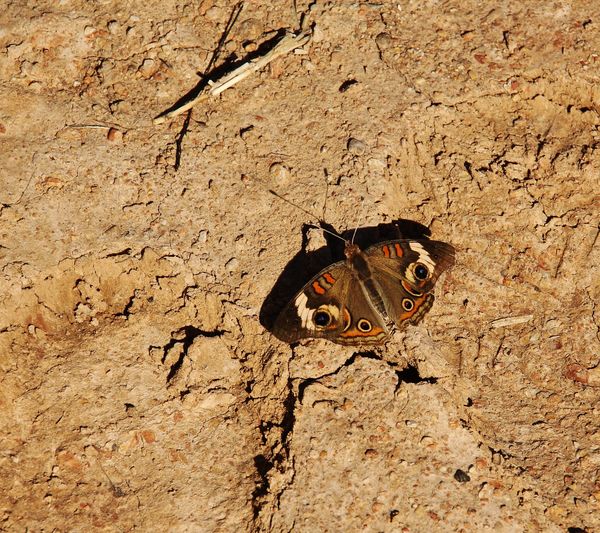 texture of the dirt, isolation butterfly versus th...