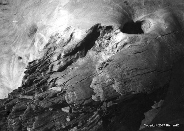 Closeup of rotting ocean driftwood - 1950...