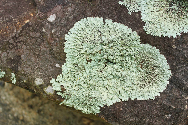 Sooth texture (Lichen) on Rough texture (Rock)...