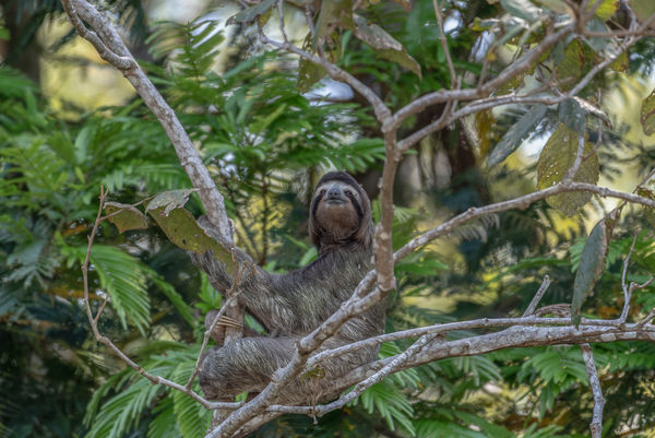 Three fingered sloth...