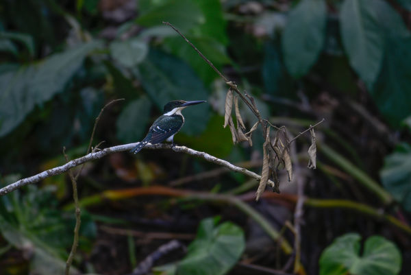 Female Green Kingfisher...