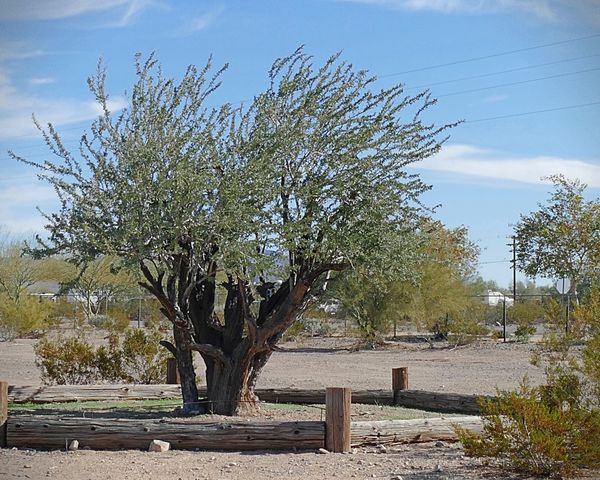 By accident, we found the oldest Ironwood tree, 12...