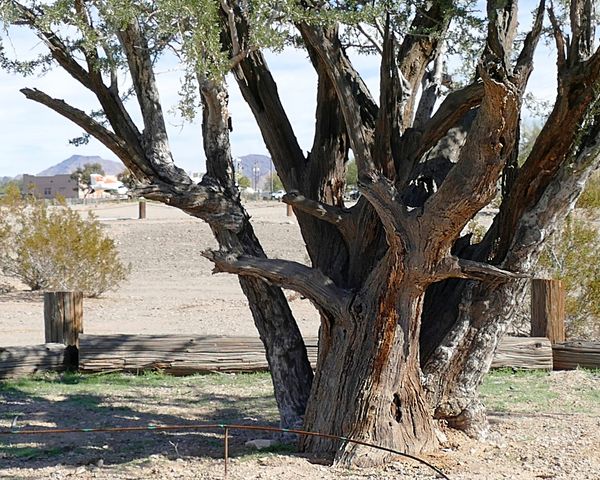 The trunk of the oldest Ironwood tree....