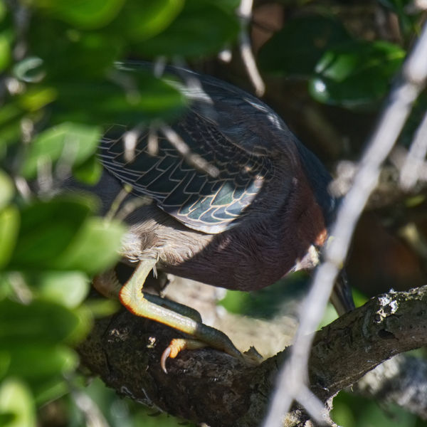 This little Green Heron was shy.  My camera and tr...