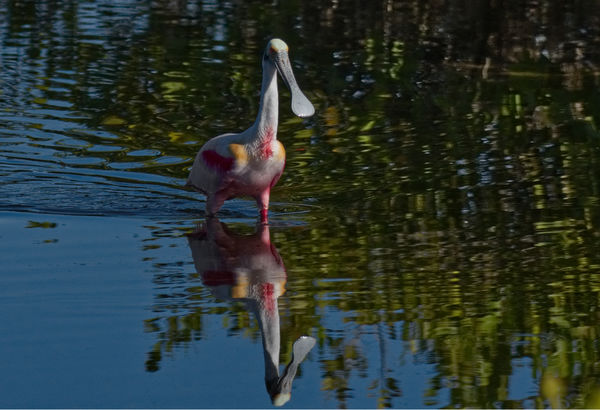 There were Roseate Spoonbills in several locations...
