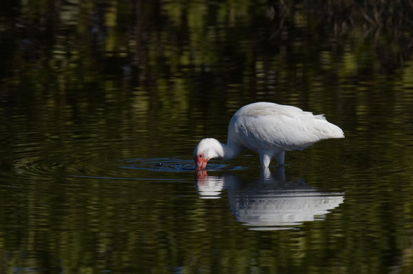 White Ibis looking for breakfast....