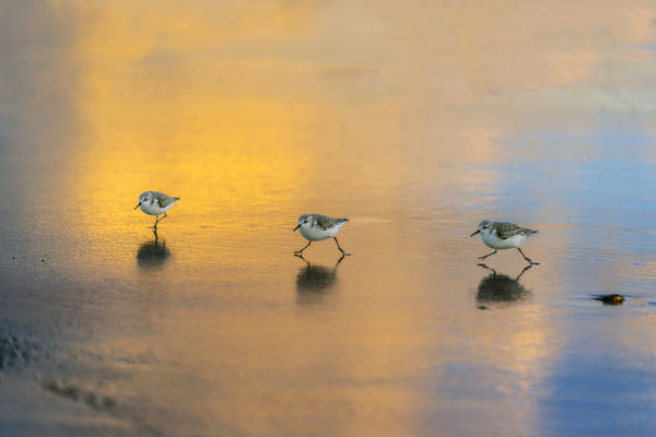Sanderlings at Venice Beach 2...