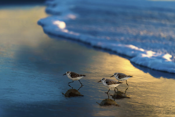 Sanderlings at Venice Beach 1...
