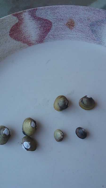 Freshwater clams, largest 15mm....