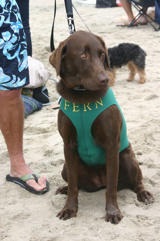 Fern in her custom dog wetsuit...