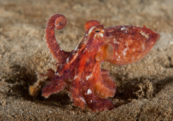 Pacific Red Octopus in the sand off Marineland...
