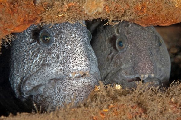 Mating pair of wolf eels on the Tammy wreck off Lo...
