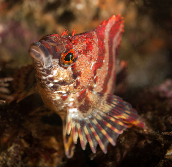 Oxylebius pictus, Painted Greenling...