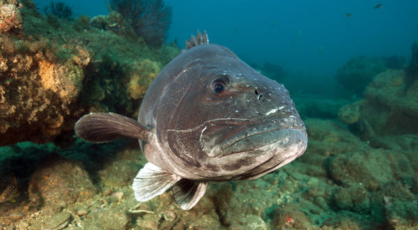 Stereolepis gigas, Giant sea bass...