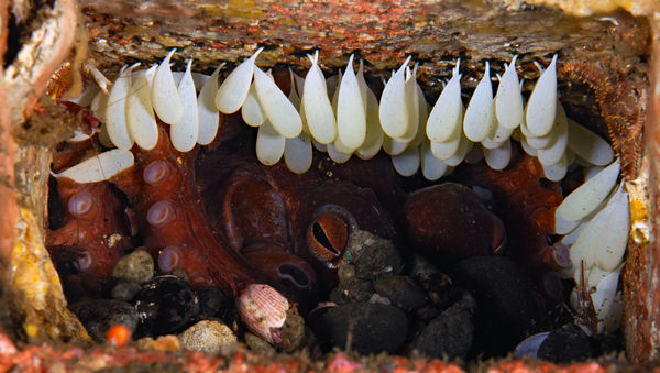 Two-Spot Octopus eggs...