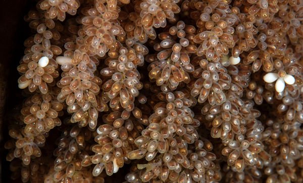 Pacific Red Octopus eggs ready to hatch...
