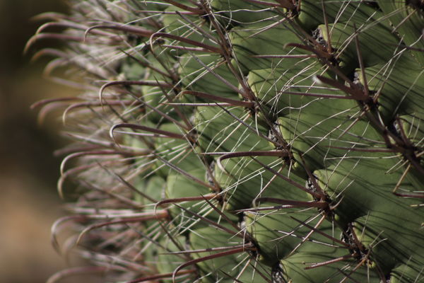 rhythm and repetition in a cactus...