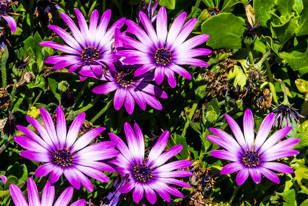 2412 - Purple daisies...
