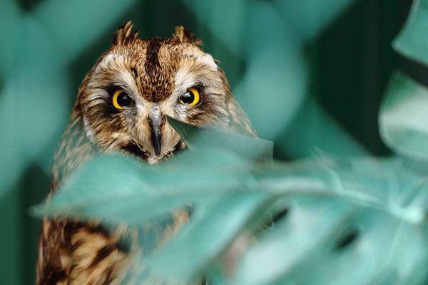 Long Earred Owl?...