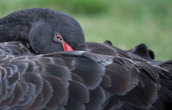 #3 Black swan seen on a walk around a suburban res...