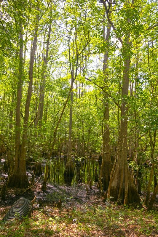 Cypress Swamp...