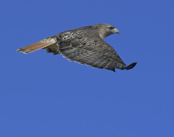3 shot burst of red tailed hawk...