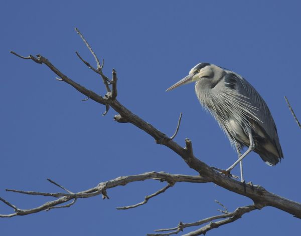 GBH's in cottonwood trees...